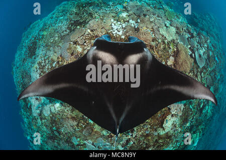 Una manta ray, Manta alfredi, si avvicina alla barriera corallina per essere ispezionato da piccoli wrasse su Manta reef al largo dell'isola di Kandavu, Fiji. Foto Stock