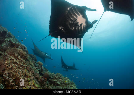 Cinque mante, Manta alfredi, si avvicina alla barriera corallina per essere ispezionato da piccoli wrasse a Manta reef al largo dell'isola di Kandavu, Fiji. Foto Stock