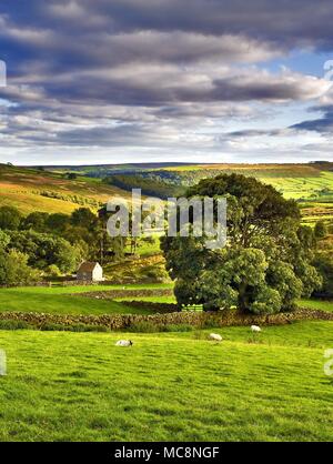 Una tarda estate vista attraverso Danby bassa Moor nel Yorkshire Moors, England, Regno Unito Foto Stock