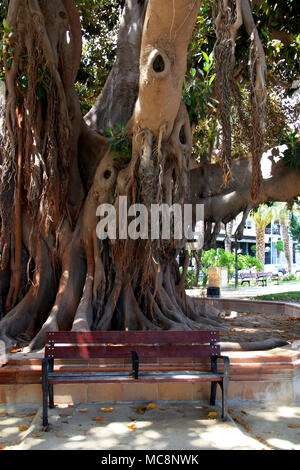 Banco vuoto sotto un albero gigante presso la Explanada de España, un lungomare che corre parallelo al Porto di Alicante in Spagna Foto Stock