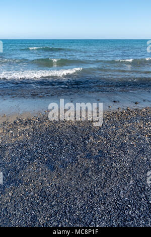 Velella velella colony sparsi in una spiaggia Foto Stock