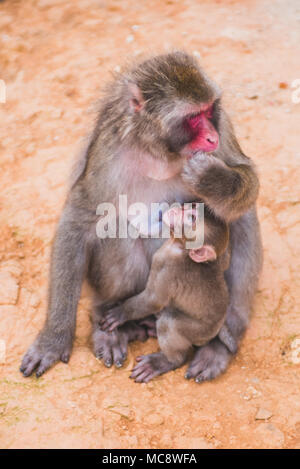Vita giapponese, paesaggi e templi foto: Alessandro Bosio/Alamy Foto Stock