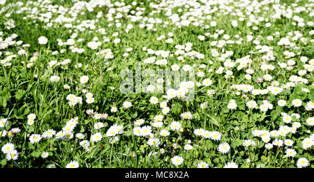 Prato con molti Daisy bianca fiori su una bella e soleggiata giornata di primavera. Messa a fuoco selettiva. Foto Stock