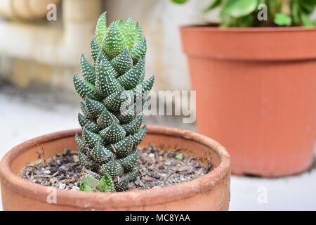 In prossimità di una succulenta pianta in vaso Foto Stock