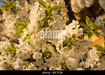 Bianco ciliegio in fiore della stagione primaverile. Prunus avium. Foto Stock