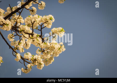 Dei ciliegi in fiore blu su sfondo cielo Foto Stock