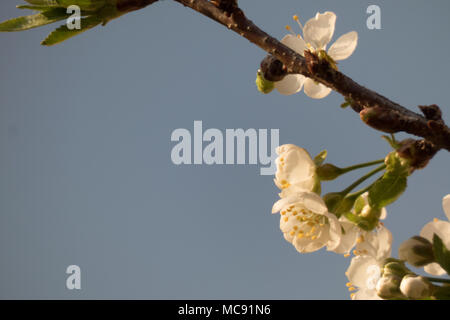 Dei ciliegi in fiore blu su sfondo cielo Foto Stock