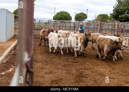 Murray bovini grigio in vendita penne a Wagga centro zootecnico Foto Stock