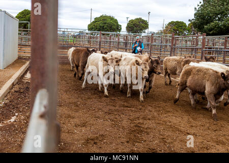 Murray bovini grigio in vendita penne a Wagga centro zootecnico Foto Stock