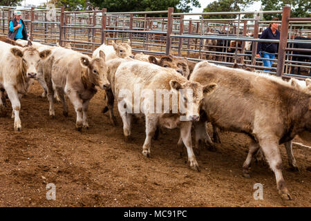 Murray bovini grigio in vendita penne a Wagga centro zootecnico Foto Stock