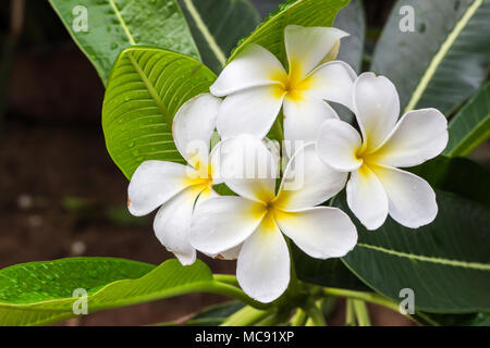 Bella plumeria fiore nella natura dello sfondo. Foto Stock