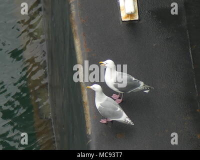 Alta angolazione mews bird comunicante Foto Stock