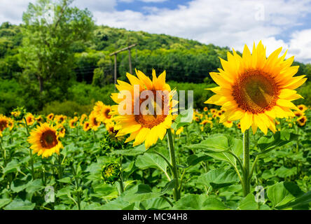 Campo di semi di girasole in montagna. incantevole sfondo agricolo in belle giornate di sole con alcune nuvole su un cielo blu Foto Stock