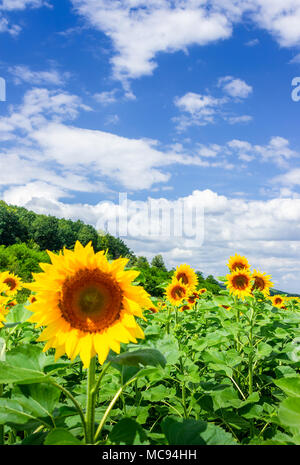 Campo di semi di girasole in montagna. incantevole sfondo agricolo in belle giornate di sole con alcune nuvole su un cielo blu Foto Stock