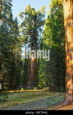 Una vista del General Sherman - sequoia gigante (Sequoiadendron giganteum) nella Foresta Gigante di Sequoia National Park, Tulare County, California, Onu Foto Stock