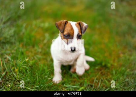 Poco junior Jack Russell Terrier zampa di sollevamento in erba all'aperto Foto Stock