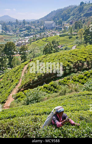 Vista verticale di una foglia di tè raccoglitrice in Nuwara Eliya, Sri Lanka. Foto Stock