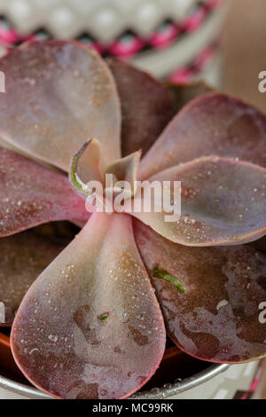 Vasi con piante succulente echeveria rossa close-up, macro shot. Vista superiore Foto Stock