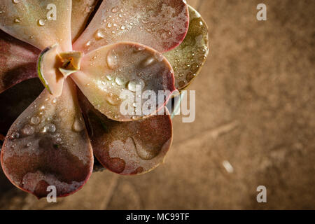 Vasi con piante succulente echeveria rossa close-up, macro shot. Vista superiore Foto Stock