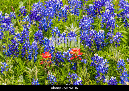 Texas Bluebonnet e Indian Paintbrush lungo la Texas state Highway 105 tra Navasota e Brenham, Texas. Foto Stock