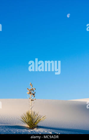 Soaptree Yucca pianta sulle dune di sabbia al White Sands National Park (ex Monumento Nazionale) in New Mexico in una fredda mattina in febbraio. Foto Stock