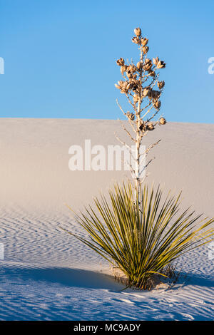 Soaptree Yucca impianto sulle dune di sabbia a White Sands National Monument in New Mexico su una fredda mattina di febbraio. Foto Stock