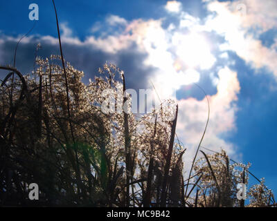 Japenese pampas erba sotto il sole. Foto Stock