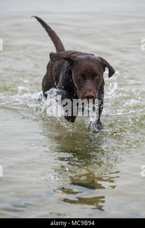 Un Labrador o springer spaniel labradinger trasversale o springador gundog retriever divertendosi in mare o in acqua a caccia di una sfera. Sano cucciolo di cane Foto Stock