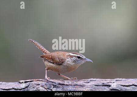 Un Carolina wren Thryothorus ludovicianus foraggio per i prodotti alimentari su un ramo Foto Stock