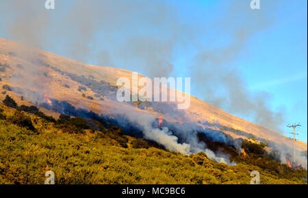 Gorse controllate bruciando sul pendio di una collina in Scottish Borders vicino a Broughton Foto Stock