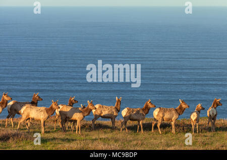 Una mandria di tule elk vacche in Point Reyes National Seashore, California, Stati Uniti. Foto Stock