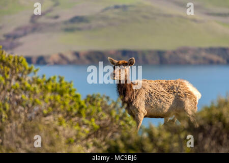 Femmina tule elk (Cervus canadensis nannodes) in Point Reyes National Seashore, California, Stati Uniti. Foto Stock