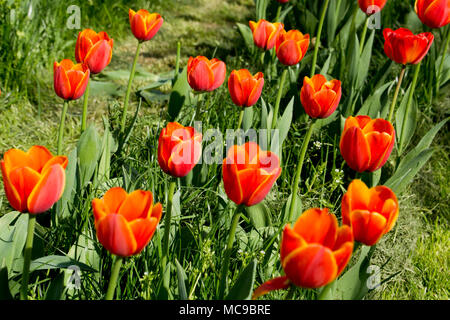 Fila di tulipani arancione in Ungheria Foto Stock