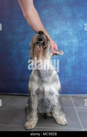 Schnauzer Standard verticale Foto Stock