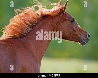 Close up Headshot di splendidi castagni cavallo al galoppo in prato. Foto Stock