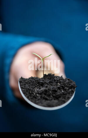 Giardiniere tenendo una mano cazzuola con un Cosmos Bipinnatus pianticella di fiori in compost in primavera. Regno Unito Foto Stock