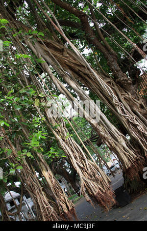 Gigantesco albero della foresta pluviale con radici aeree che pende dall'alto in Galle, Sri Lanka Foto Stock