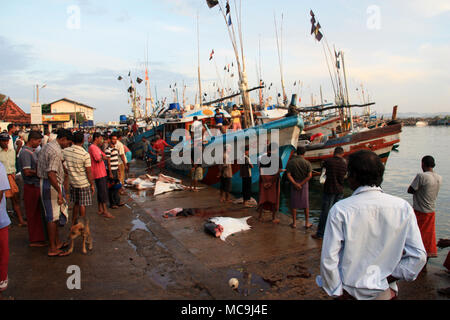 La mattina presto nel porto di Mirissa, Sri Lanka: i pescatori sono off-carico delle navi per la pesca a strascico con il pescato del giorno - il tonnetto striato e mante Foto Stock