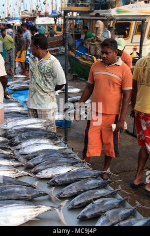 La mattina presto nel porto di Mirissa, Sri Lanka: i pescatori sono off-carico delle navi per la pesca a strascico con il pescato del giorno - il tonnetto striato e mante Foto Stock