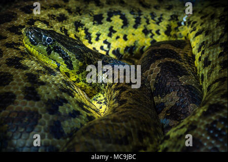 Close up di un giallo ananaconda arrotolato il museo Haus der Natur, Salisburgo Foto Stock