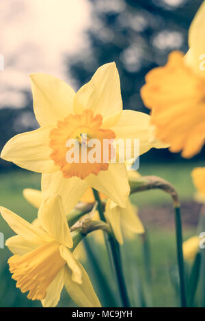 Wild giallo daffodil Narciso Hospodar narcisi fiori di primavera con finitura opaca finitura vintage Foto Stock