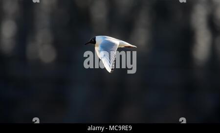 A testa nera Gull battenti al sole con un oscuro sfondo non focalizzato dalla foresta di querce Foto Stock