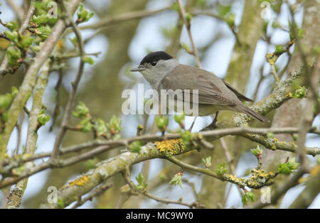 Un incredibile maschio (Capinera Sylvia atricapilla) appollaiate su un ramo di un albero. Foto Stock