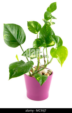 Pianta di casa pianta in vaso isolato su sfondo bianco. Foto Stock