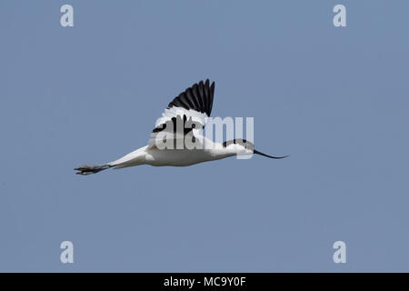 Pied avocet in volo nel suo habitat naturale Foto Stock