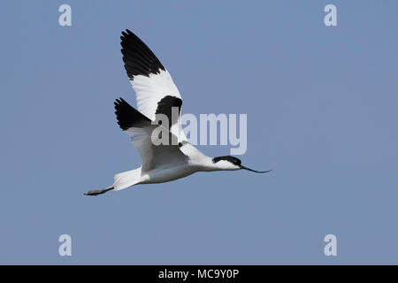 Pied avocet in volo nel suo habitat naturale Foto Stock