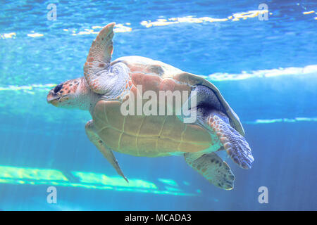 Tartaruga Verde nel blu del mare sullo sfondo. Chelonia Mydas specie che vivono in aree tropicali e subtropicali di mari di tutto il mondo. Famiglia famiglia Cheloniidae, vista dal basso. Foto Stock