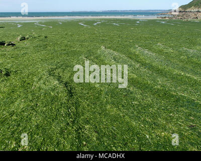 Filamento alghe verdi Overgrowth sulla costa della Bretagna Foto Stock