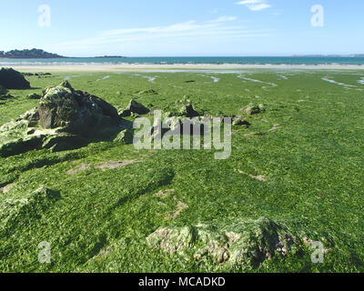 Filamento alghe verdi Overgrowth sulla costa della Bretagna Foto Stock