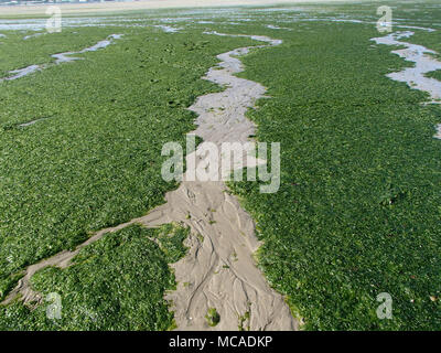 Filamento alghe verdi Overgrowth sulla costa della Bretagna Foto Stock